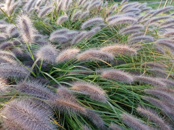 Pennisetum alopecuroides - Fountain Grass - Image 2
