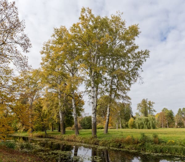 Populus tremuloides - Quaking Aspen - Image 2