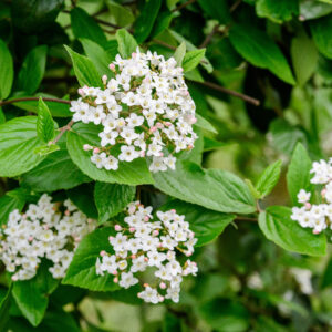 Viburnum carlesii - Korean Viburnum