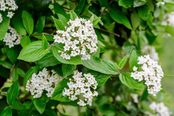 Viburnum carlesii - Korean Viburnum