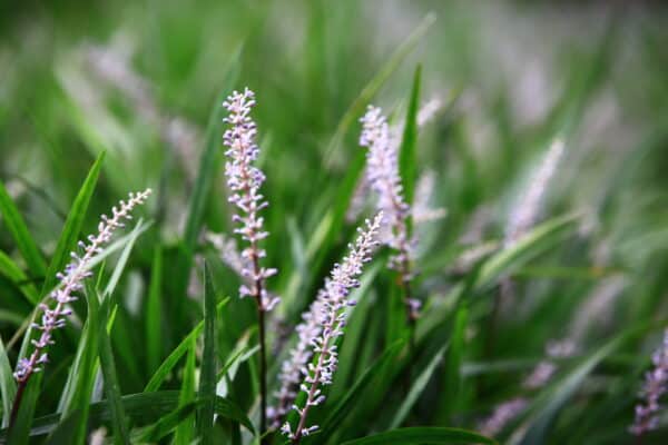Liriope spicata - Creeping Lilyturf - Image 2