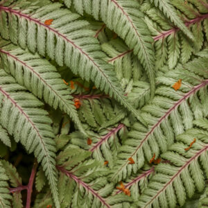 Athyrium niponicum 'Regal Red' - Japanese Painted Fern