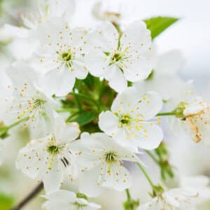Aronia arbutifolia Brilliantissima - Brilliant Chokeberry