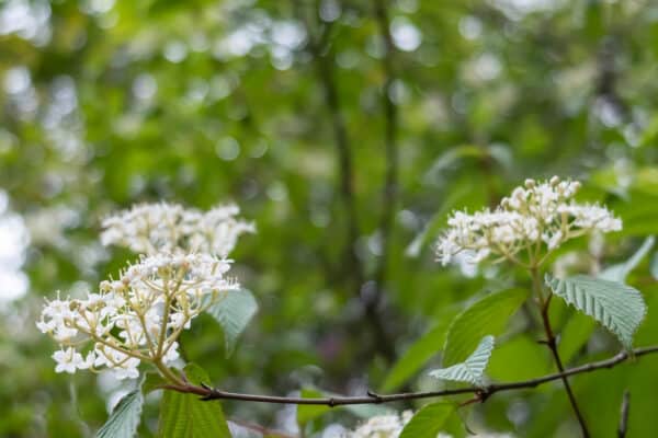 Viburnum sieboldii - Sieboldii Arrowwood - Image 2