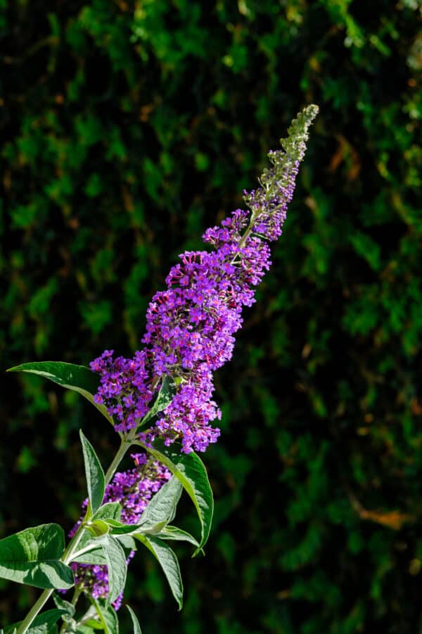 Buddleia davidii Nanho Blue - Butterfly Bush - Image 2