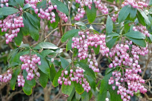 Pieris japonica Katsura - Andromeda - Image 2