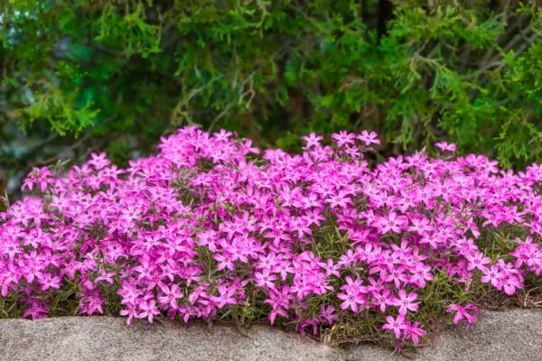 Phlox subulata 'Drummond's Pink' - Drummond's Pink Creeping Phlox - Image 2