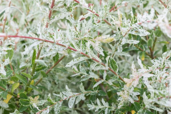 Salix integra Hakuro-nishiki - Dappled Willow - Image 2
