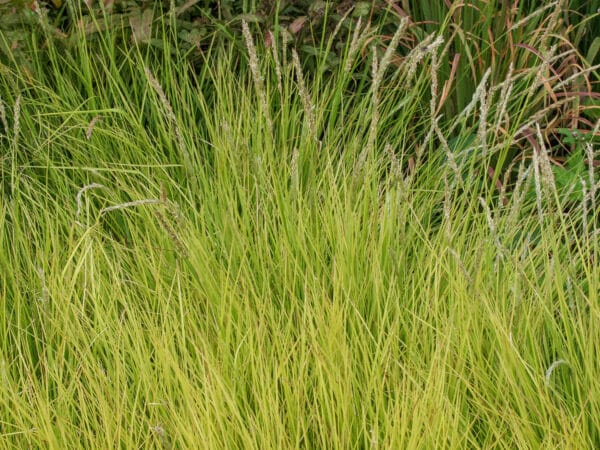 Sesleria autumnalis - Autumn Moore Grass - Image 2