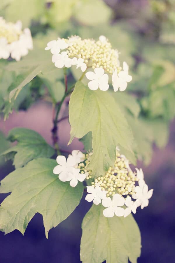 Viburnum lentago - Nannyberry - Image 2