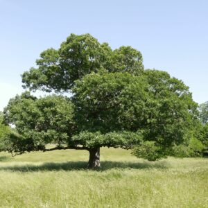 Quercus macrocarpa - Bur Oak