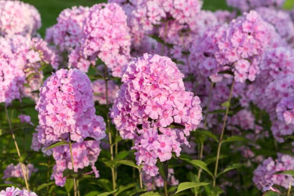 Phlox paniculata Forever Pink - Pink Phlox - Image 2
