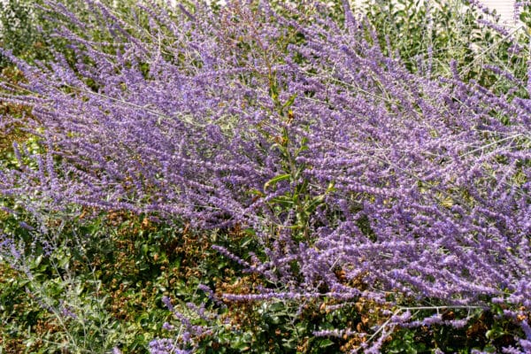 Perovskia atriplicifolia - Russian Sage - Image 2