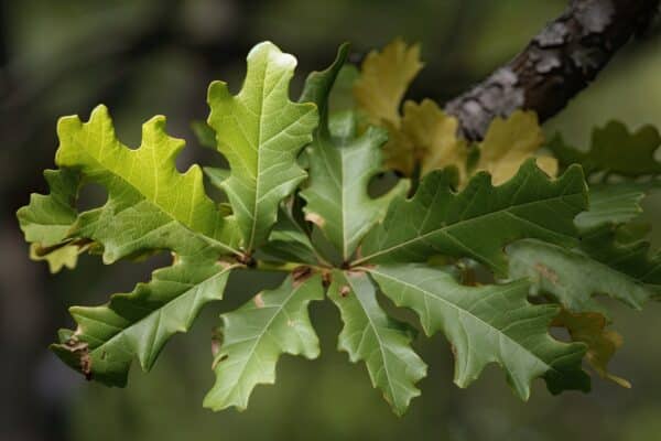 Quercus bicolor - Swamp White Oak - Image 2