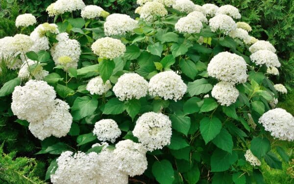 Hydrangea arborescens Annabelle - Annabelle Hydrangea