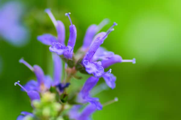 Salvia Blue Hill - Sage - Image 2