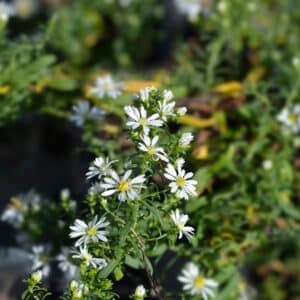 Aster ericoides Snow Flurry - White Aster