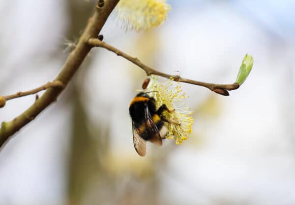 Salix discolor - Pussy Willow - Image 2