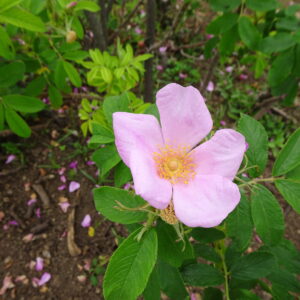 Rosa palustris - Swamp Rose