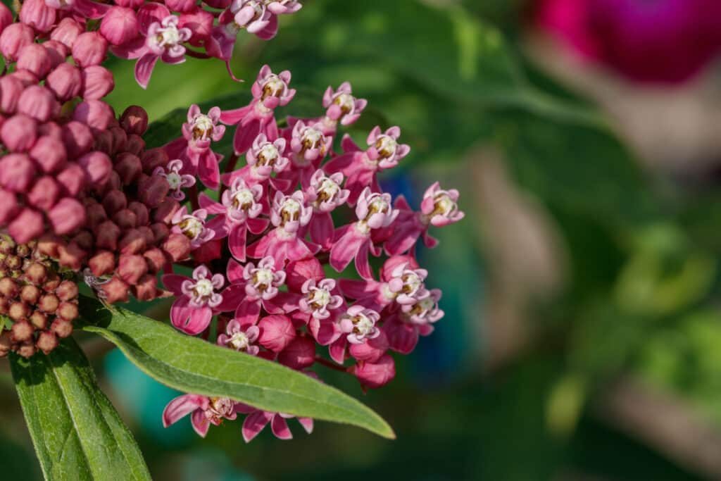 Rose Milkweed: Essential Native Plant for Monarch Butterflies 9 A close up of pink flowers of swamp rose milkweed 'Cinderella' (Asclepias incarnata)