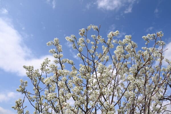 Amelanchier canadensis - Serviceberry - Image 2