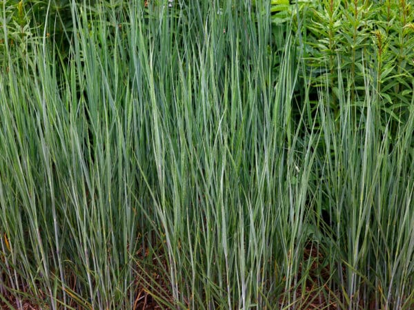 Panicum virgatum Heavy Metal - Switchgrass - Image 2