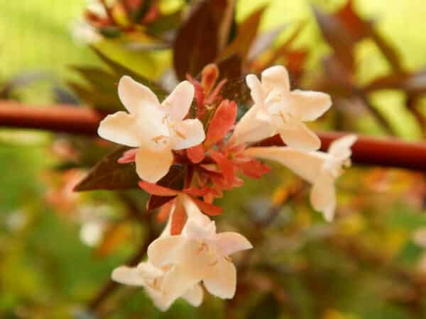 Abelia grandiflora Rose Creek - Rose Creek Abelia - Image 2