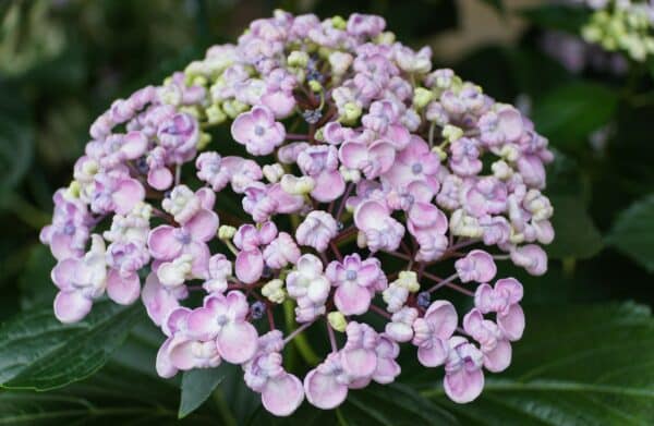 Hydrangea macrophylla Ayesha - Hydrangea - Image 2