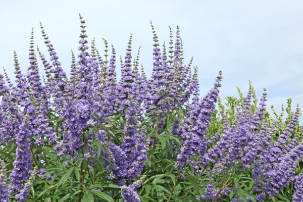 Vitex agnus-castus  - Chastetree - Image 2