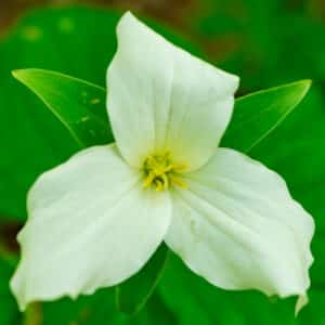 Trillium grandiflorum 'Great White' - Great White Trillium