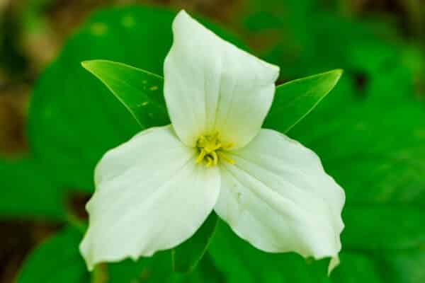 Trillium grandiflorum 'Great White' - Great White Trillium