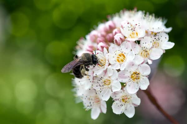 Physocarpus opulifolius Diablo - Diablo Ninebark - Image 2