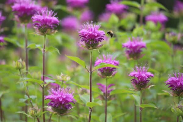 Monarda didyma Purple Rooster - Beebalm - Image 2