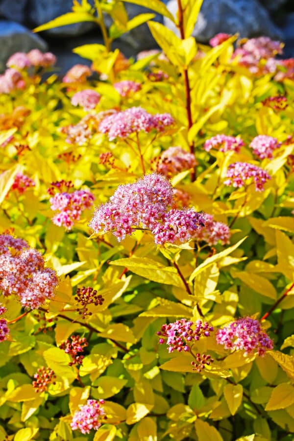 Spiraea japonica Goldflame - Goldflame Spirea - Image 2
