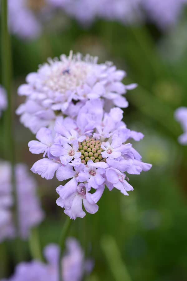 Scabiosa Flutter Deep Blue - Pincushion Flower - Image 2