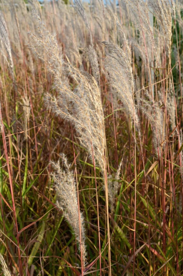 Miscanthus sinensis Adagio - Maiden Grass - Image 2