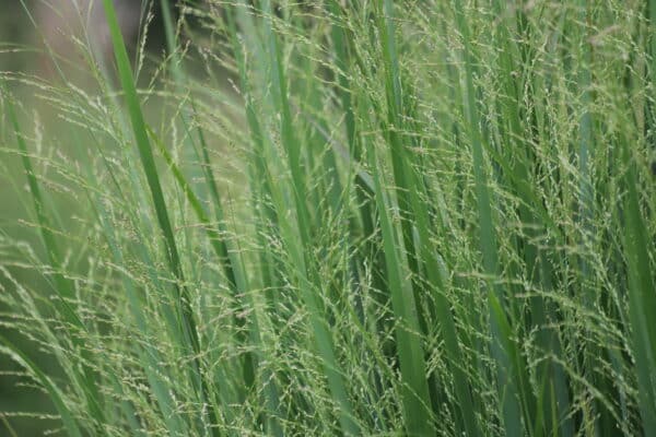 Panicum virgatum Northwind - Switchgrass - Image 2
