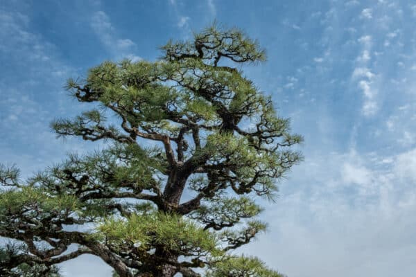 Pinus thunbergii - Black Pine - Image 2