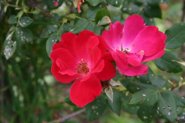 Rosa Knockout Petite® - Petite Knockout Rose - Image 2
