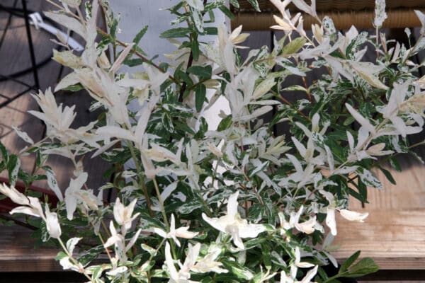 Salix integra Hakuro-nishiki - Dappled Willow