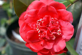 Camellia April Tryst - Red Camellia