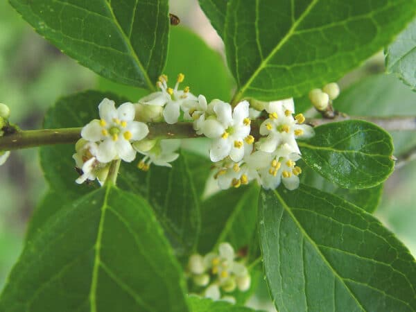Ilex verticillata Southern Gentlemen - Winterberry - Image 2