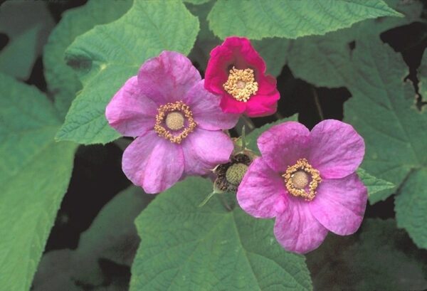Rubus odoratus - Purple Flowering Raspberry