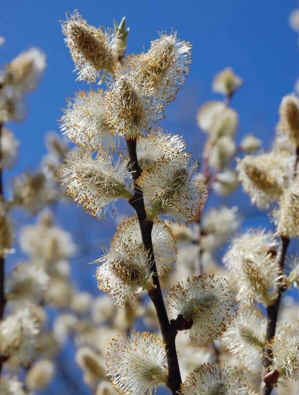 Salix discolor - Pussy Willow