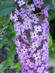 Buddleia Flutterby Petite Blue Heaven - Butterfly Bush