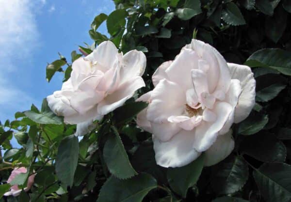 Rosa White Drift - White Drift Rose - Image 2