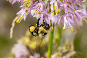 Bumble bee feeding on nectar from nodding onion plant wildflower