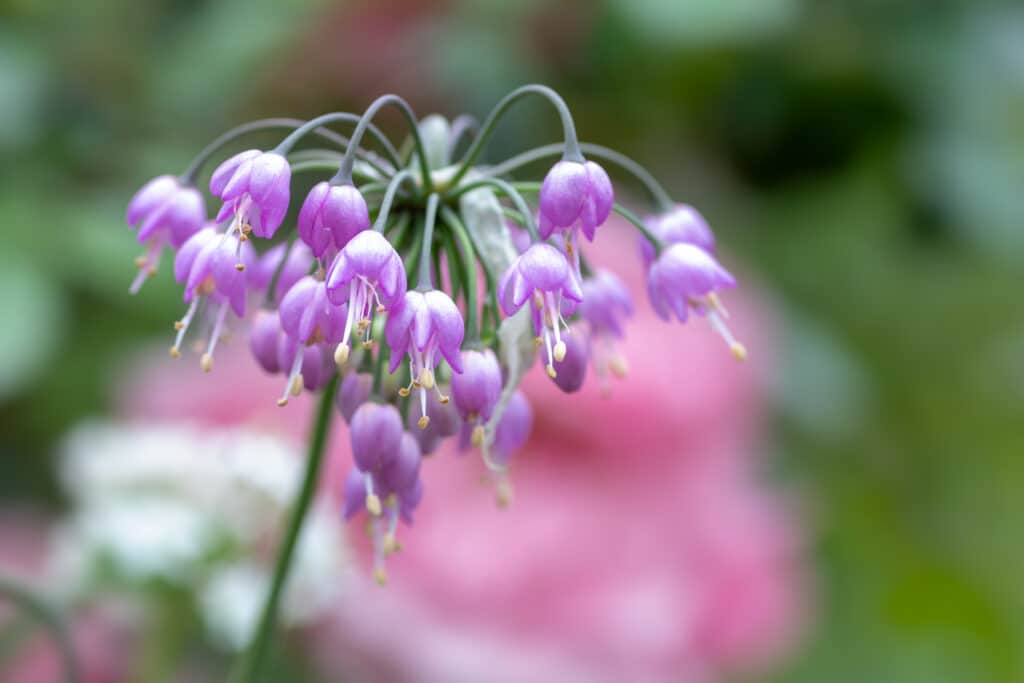Nodding Onion Plant: A Hardy Perennial for Ornamental Gardens 1 Close up of allium cernuum wild nodding onion plant