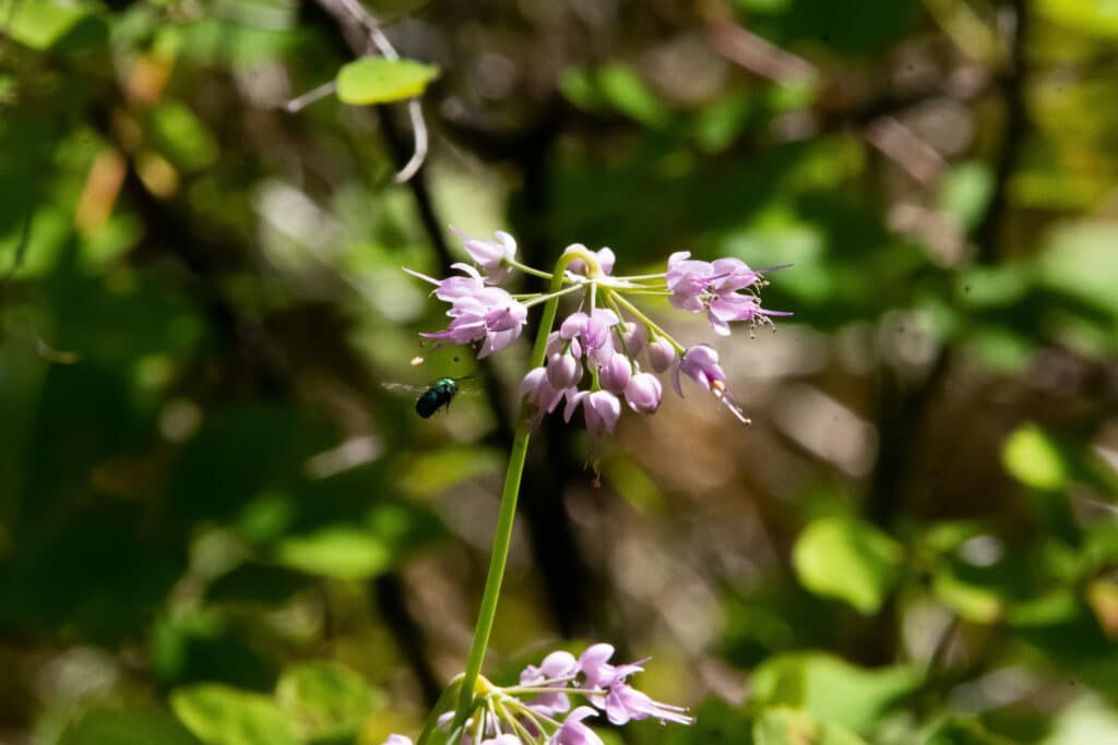 Nodding Onion Plant: A Hardy Perennial for Ornamental Gardens 5 nodding onion fly - Nodding Onion Plant: A Hardy Perennial for Ornamental Gardens