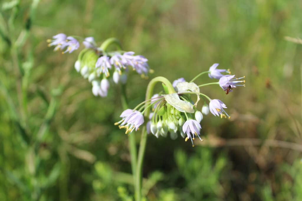Nodding Onion Plant: A Hardy Perennial for Ornamental Gardens 3 nodding onion white - Nodding Onion Plant: A Hardy Perennial for Ornamental Gardens